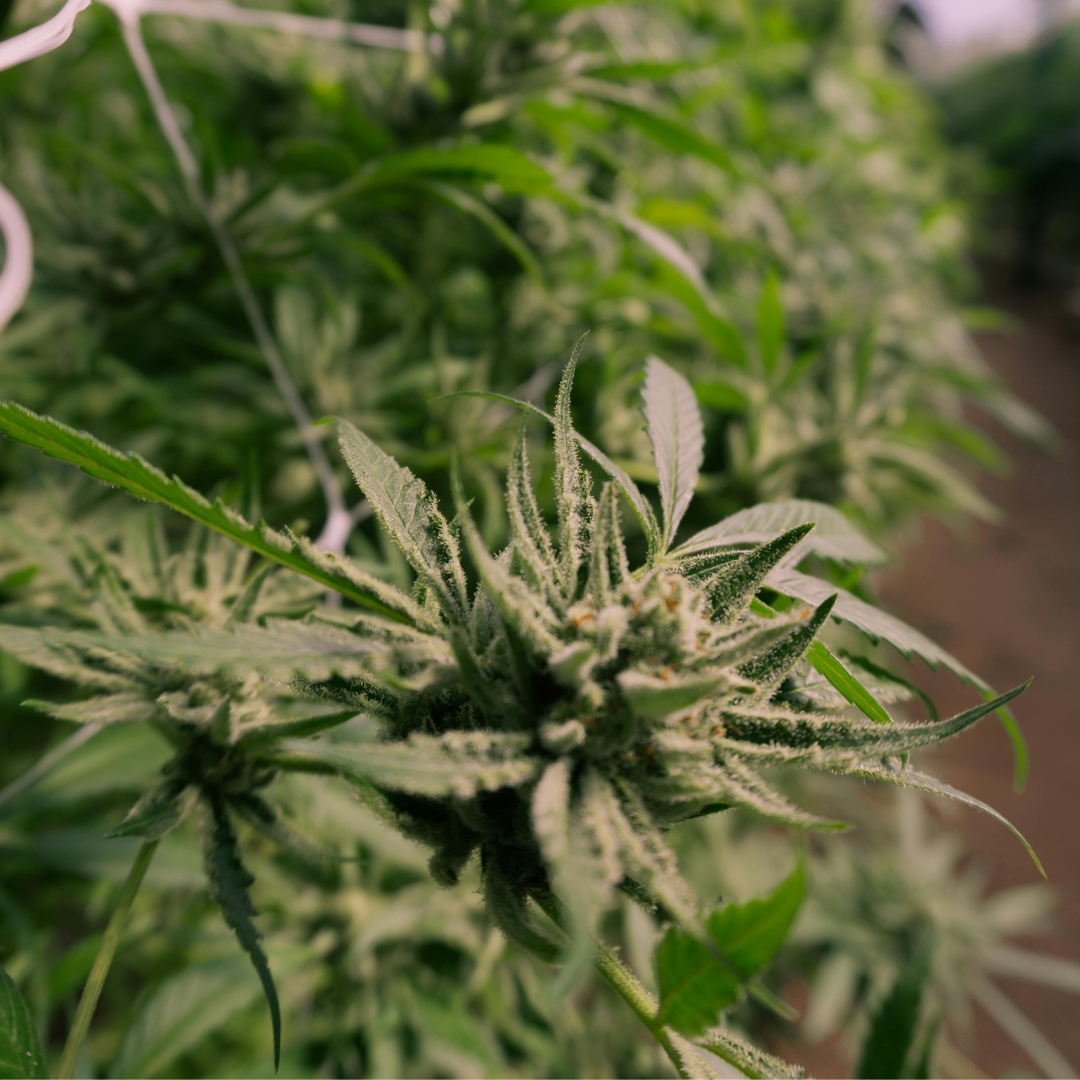 Weibliche Cannabispflanze